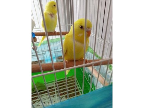 İki çift lutino albino sarı muhabbet kuşu