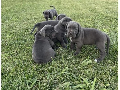 Cane corso yavru