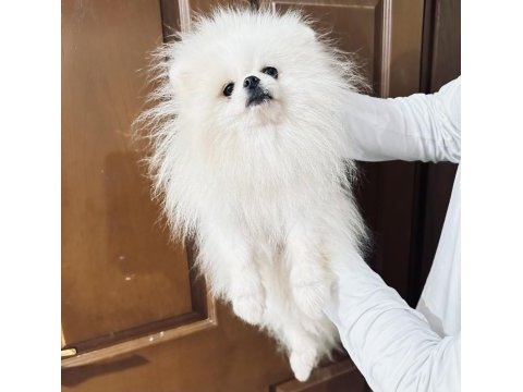 Pomeranian boo koreli tipi