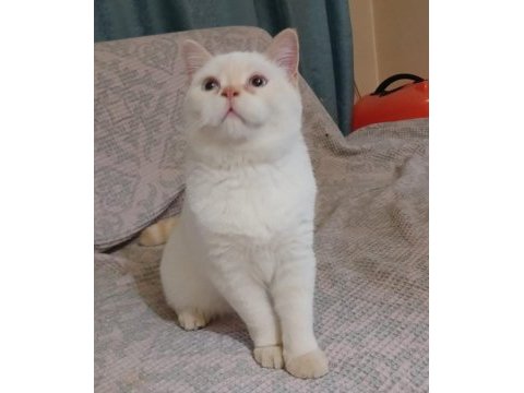 Uysal british shorthair kedimiz