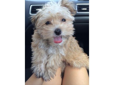 Morkie köpekler gelip görerek alabilirsiniz