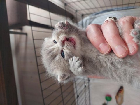 Ömürlük british shorthair yuvalarını bekliyorlar