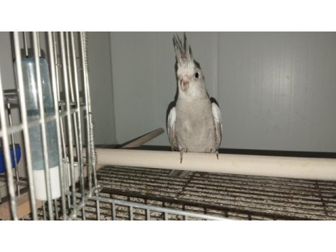 Ok gibi ev üretim yavru sultan papağanı