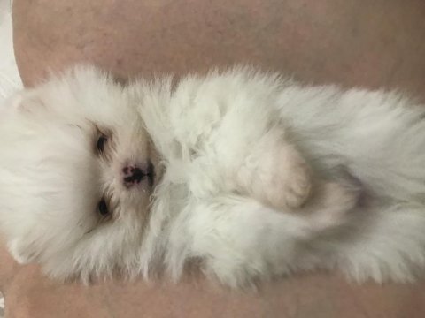 Pomeranian boo