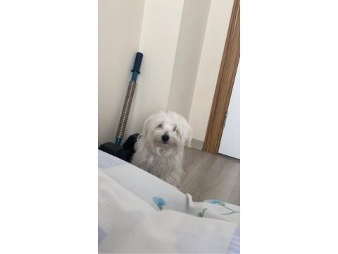 5 aylık 0 numara maltese terrier
