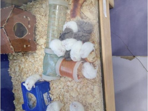 Yavru hamsterlar