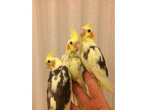 Yeni yeme düşen süt bebek papağanlar 1 aylıklar evcil sultan