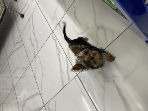 Orjinal yorkshire terrier teacup yavru