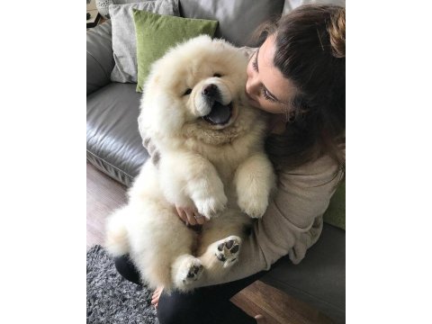 Chow chow çin aslanı yavrular