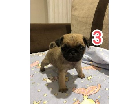Muhteşem pug mops bebek köpekler