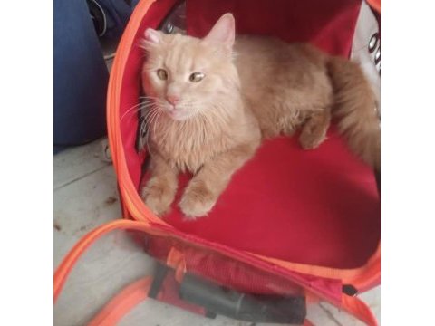 Sarman sadece istanbul içi lütfen
