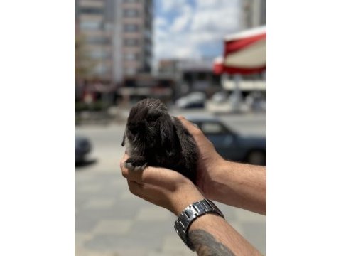 Cüce lop holland bebekler hazır