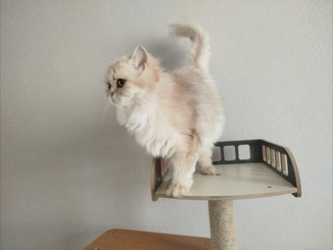 Golden british longhair cy11 dişi