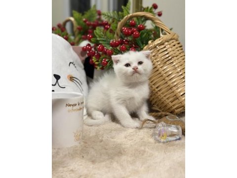 Scottish fold white