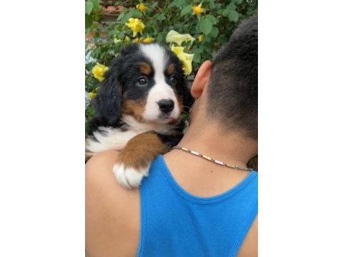 (sdk) çiftlikten ırk garantili bernese dağ köpeği