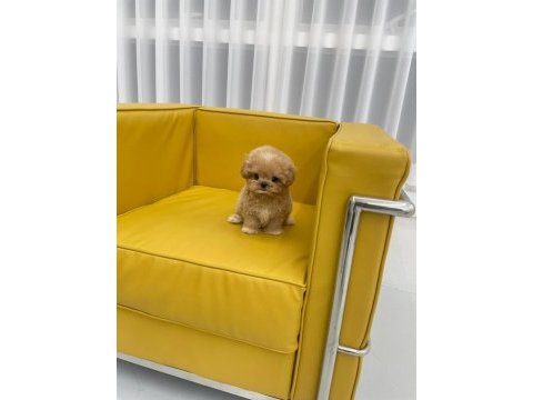 Korean export toy poodle bebeklerim