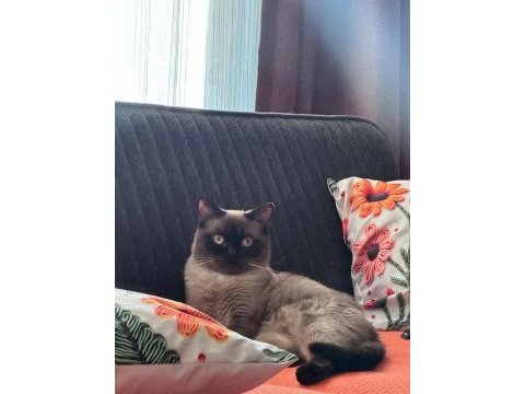 Pablo 1 yaşında erkek siyam kedisi