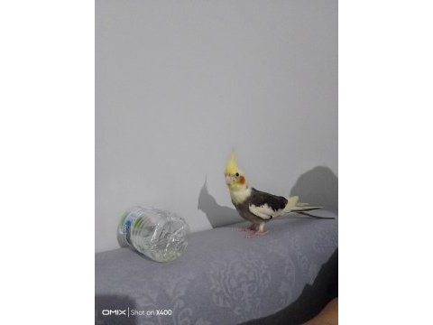 Eğitimli sultan papağanı