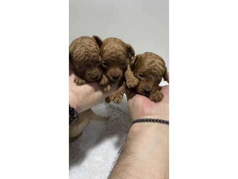 Red brown renk kore kan poodle bebekler