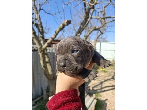 Cane corso yavru köpekler
