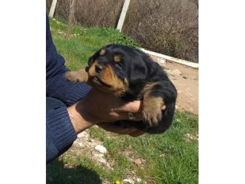 A kalite rottweiler bebekler
