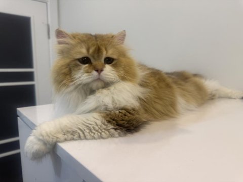 British longhair kısır oğlan
