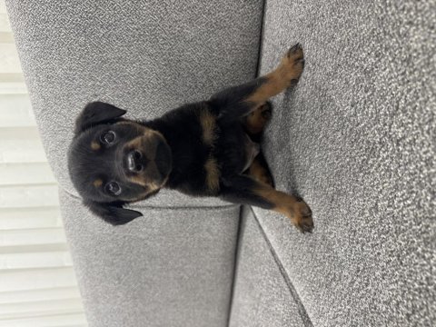 Safkan koca kafa rottweiler