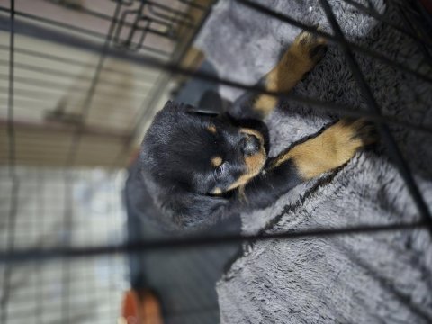 Extrim 2 aylik dişi rottweiler
