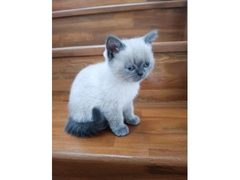 Erkek blue point cinsi erkek 3.5 aylık british shorthair