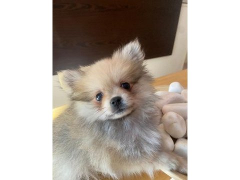 Acil safkan pomeranian yavrular