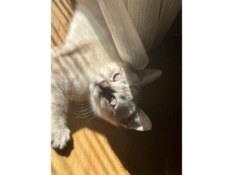 British shorthair 3 aylık