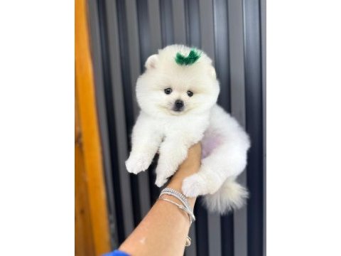 Pomeranian teacup beyaz erkek