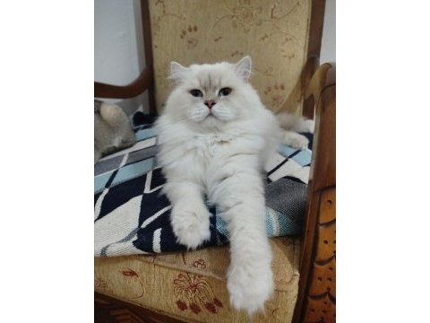 British longhair erkek yavru