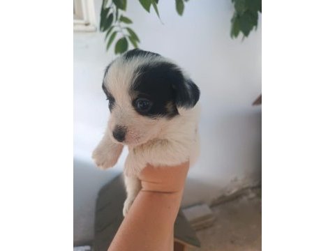 Terrier 30 günlük yavrularımız