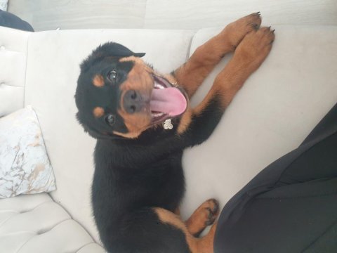 A kalite rottweiler uyguna yeni yuvasını bekliyor