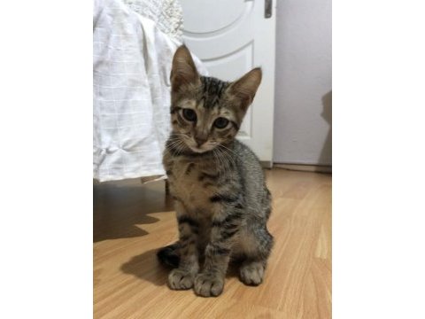 3 aylık dişi kedimize ömürlük yuva arıyoruz