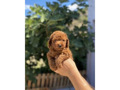 Renk renk poodle bebekler