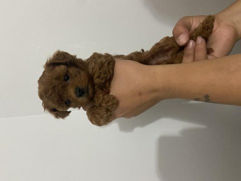 Has birinci kalite toy poodle