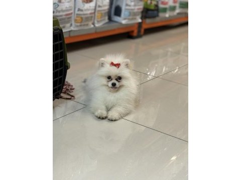 Beyaz küçük kalan pomeryan boo