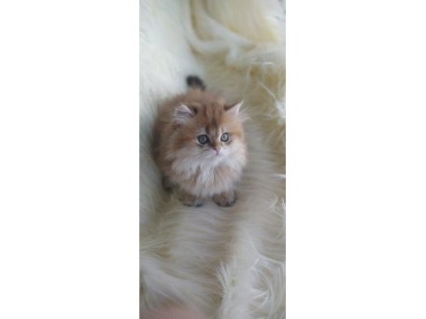 Safkan british longhair ny11 erkek