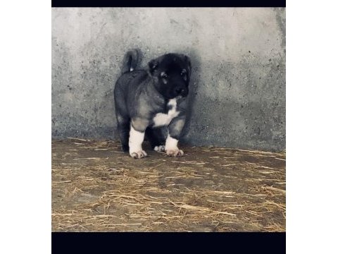 Satılık orjinal kangal yavruları