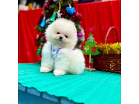 Safkan pomeranian boo yavrularımız