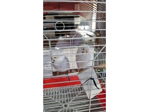 Albino yavru muhabbet kuşu