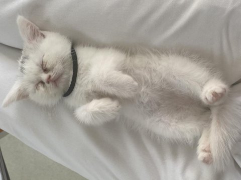 Yavru british longhair