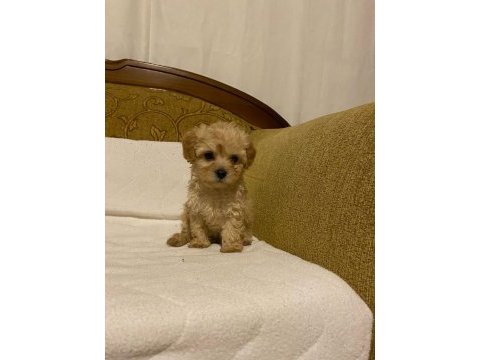 Apricot poodle yavrularımız