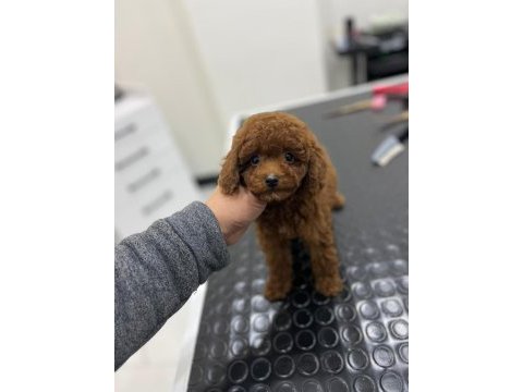 Kore kan orjinal toy poodle erkek