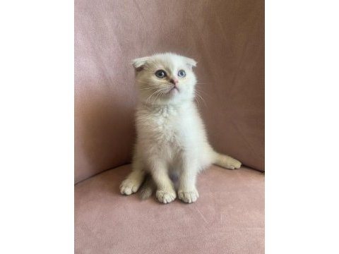 Scottish fold bebekler