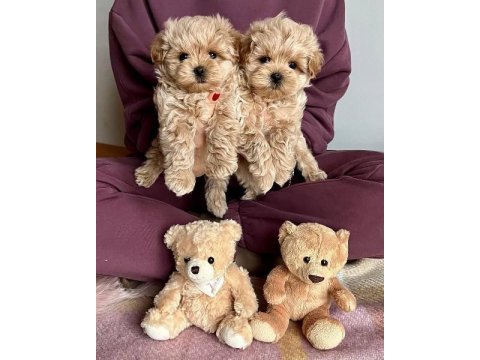 F2 maltipoo yavruları