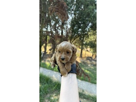 En kaliteli maltipoo yavruları
