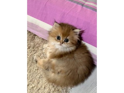 Safkan (wcf kayıtlı) golden british longhair yavrular